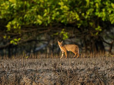 Sundarbans Wildlife Photography Gallery