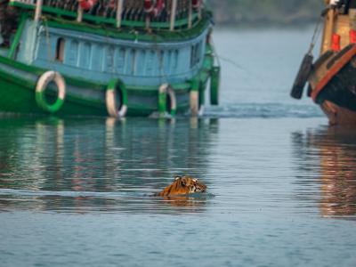Sundarbans Wildlife Photography Gallery